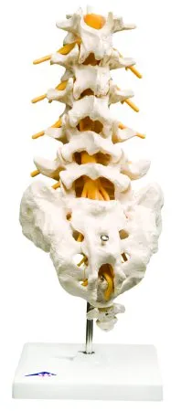 Fabrication Enterprises - 12-4541 - 3b Scientific Anatomical Model - Lumbar Spinal Column - Includes 3b Smart Anatomy