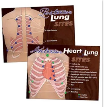 Nasco - LF00683 - Heart & Lung Poster Nasco