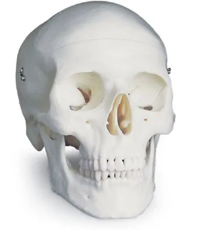 Nasco - American 3B Scientific - SB33945 - Classi Skull American 3B Scientific