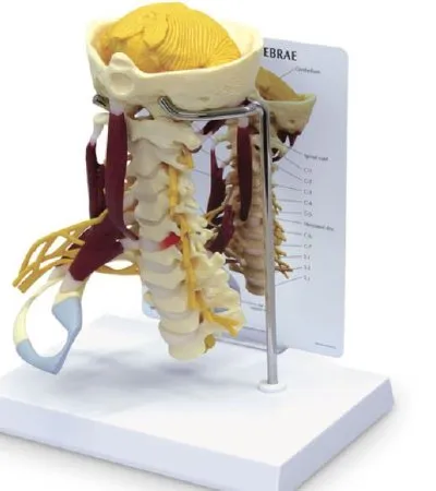 Nasco - SB47322 - Life-Size Cervical Model with Muscles and Nerves