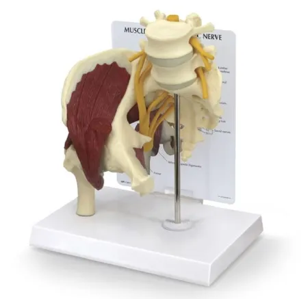 Nasco - Galloway Plastics - SB49530 - Muscled Hip with Sciatic Nerve Model Galloway Plastics