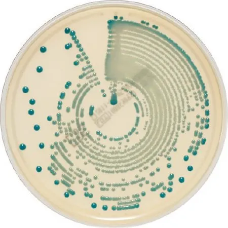 Biomerieux - chromID - 414524 - Culture Media Chromid Methicillin Resistant Staphylococcus Aureus (mrsa) Agar / S. Aureus Agar Bi-plate Format