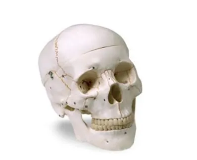 Nasco - LA00176 - Human Skull