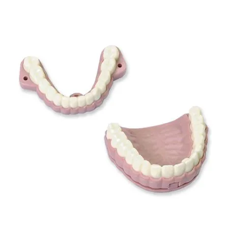 Laerdal Medical - From: 252-007 To: 252-020 - Model Teeth with Audio