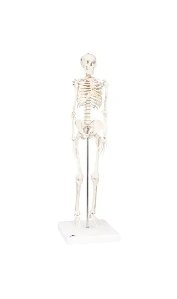 Fabrication Enterprises - 12-4506 - 3b Scientific Anatomical Model - Shorty The Mini Skeleton On Mounted Base - Includes 3b Smart Anatomy