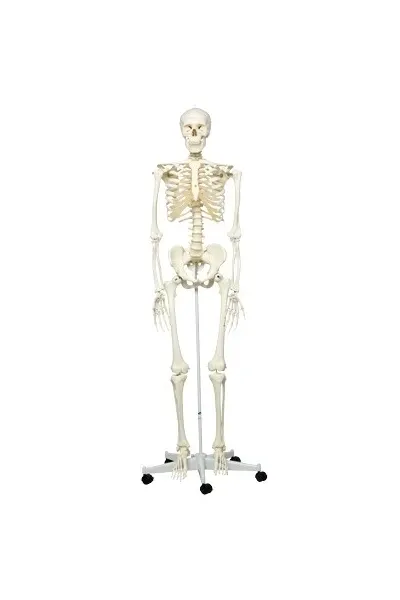 Fabrication Enterprises - 12-4508 - Anatomical Model - Shorty the mini skeleton with muscles on mounted base