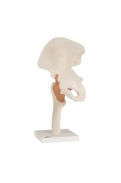 Fabrication Enterprises - 12-4510 - 3b Scientific Anatomical Model - Functional Hip Joint - Includes 3b Smart Anatomy