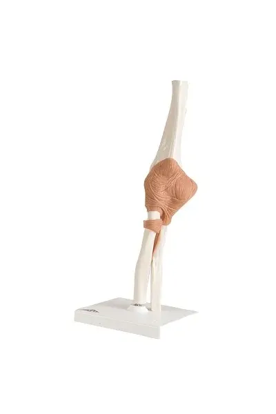 Fabrication Enterprises - 12-4512 - Anatomical Model - functional elbow joint