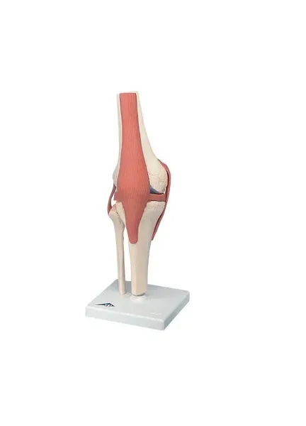 Fabrication Enterprises - 12-4515 - Anatomical Model - functional knee joint, deluxe