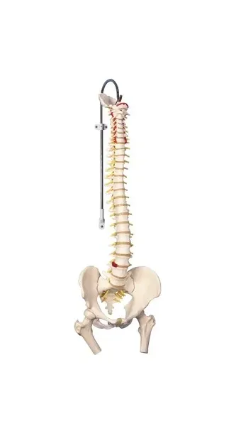 Fabrication Enterprises - 12-4530 - Anatomical Model - flexible spine, classic, with femur heads