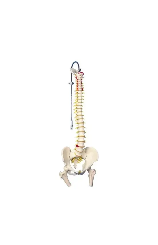 Fabrication Enterprises - 12-4530 - 3b Scientific Anatomical Model - Flexible Spine, Classic, With Femur Heads - Includes 3b Smart Anatomy