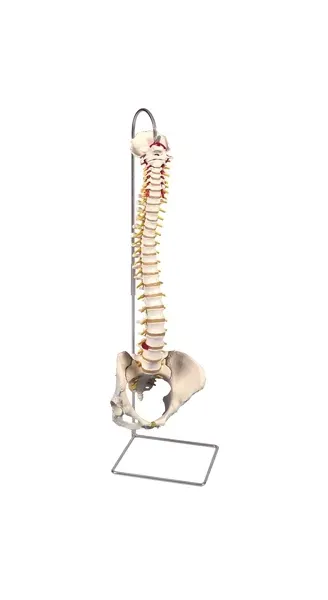Fabrication Enterprises - 12-4532 - Anatomical Model - flexible spine, classic, with female pelvis