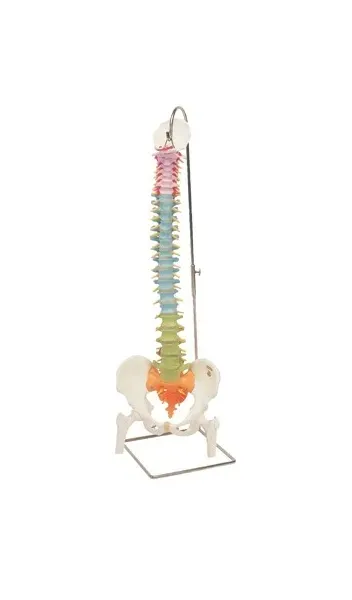 Fabrication Enterprises - 12-4537 - Anatomical Model - flexible spine, didactic with femur heads