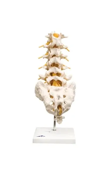 Fabrication Enterprises - 12-4541 - Anatomical Model - lumbar spinal column