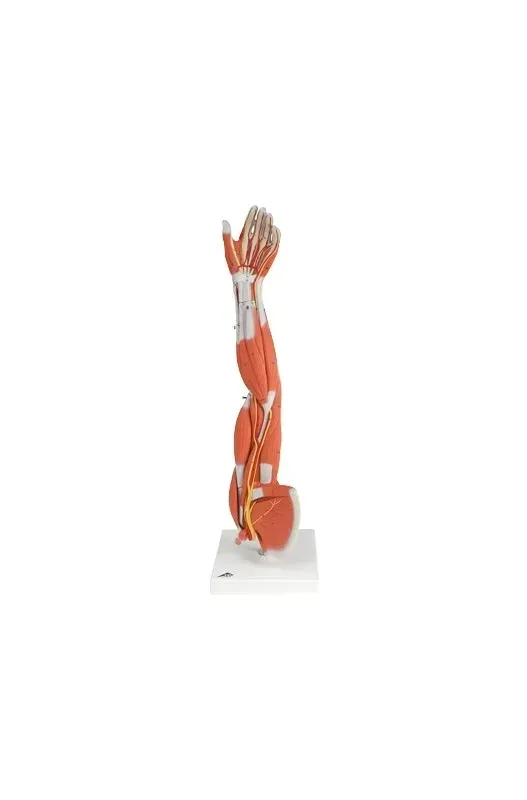 Fabrication Enterprises - 12-4556 - 3b Scientific Anatomical Model - Regular Muscular Arm 6-part - Includes 3b Smart Anatomy