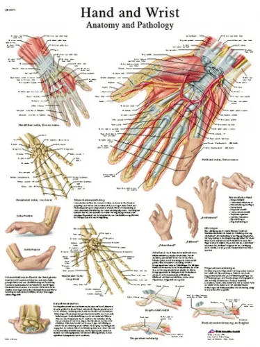 Fabrication Enterprises - From: 12-4609L To: 12-4610S - Anatomical Chart hand & wrist, laminated