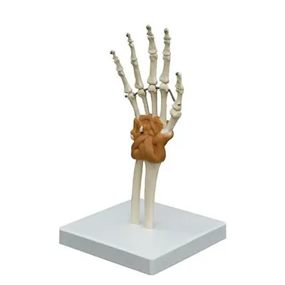 Fabrication Enterprises - HawkGrips - From: 12-4700 To: 12-4701 - 3b Scientific Anal Model Flexible Hand Joint Includes 3b Smart Anatomy