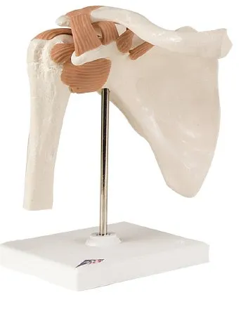 Fabrication Enterprises - 12-4509 - 3b Scientific Anatomical Model - Functional Shoulder Joint - Includes 3b Smart Anatomy