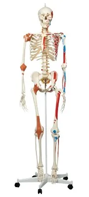 Fabrication Enterprises - 12-4503 - 3b Scientific Anatomical Model - Sam The Super Skeleton On Roller Stand - Includes 3b Smart Anatomy