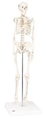 Fabrication Enterprises - 12-4506 - 3b Scientific Anatomical Model - Shorty The Mini Skeleton On Mounted Base - Includes 3b Smart Anatomy