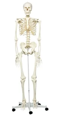 Fabrication Enterprises - 12-4508 - 3b Scientific Anatomical Model - Shorty The Mini Skeleton With Muscles On Mounted Base - Includes 3b Smart Anatomy