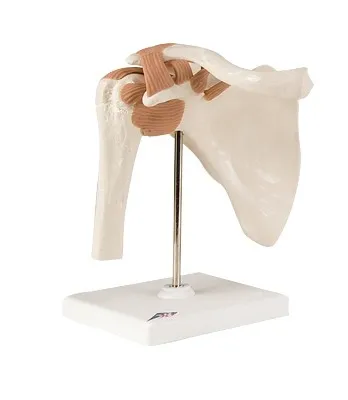 Fabrication Enterprises - From: 12-4509 To: 12-4516 - Anatomical Model functional shoulder joint
