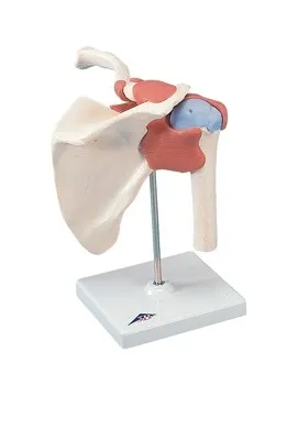 Fabrication Enterprises - 12-4513 - 3b Scientific Anatomical Model - Functional Shoulder Joint, Deluxe - Includes 3b Smart Anatomy