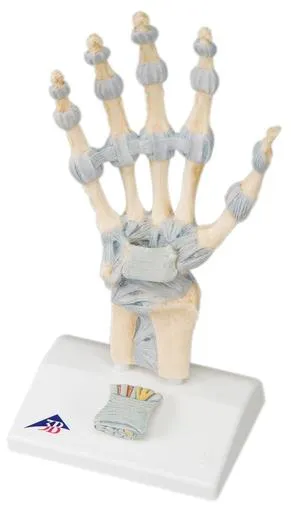 Fabrication Enterprises - From: 12-4521 To: 12-4524 - Anatomical Model hand skeleton with ligaments