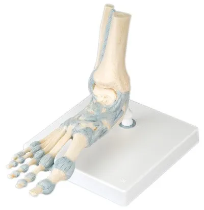 Fabrication Enterprises - 12-4523 - 3b Scientific Anatomical Model - Foot Skeleton With Ligaments - Includes 3b Smart Anatomy