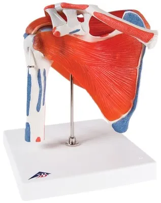 Fabrication Enterprises - 12-4525 - Anatomical Model - shoulder joint with rotator cuff