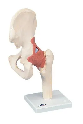 Fabrication Enterprises - 12-4514 - 3b Scientific Anatomical Model - Functional Hip Joint, Deluxe - Includes 3b Smart Anatomy