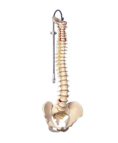 Fabrication Enterprises - From: 12-4529 To: 12-4537  3b Scientific Anatomical Model   Flexible Spine, Classic, With Male Pelvis   Includes 3b Smart Anatomy