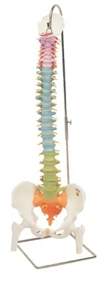 Fabrication Enterprises - 12-4537 - 3b Scientific Anatomical Model - Flexible Spine, Didactic With Femur Heads - Includes 3b Smart Anatomy