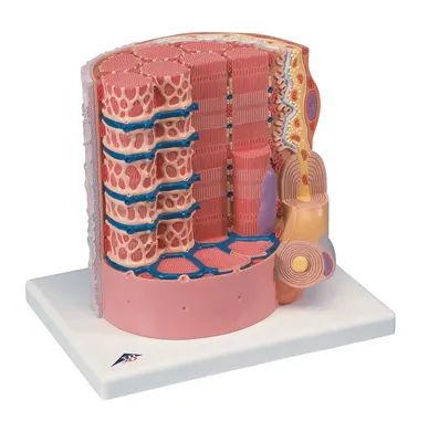 Fabrication Enterprises - 12-4559 - Anatomical Model - MICROanatomy Muscle Fiber - 10,000 times magnified