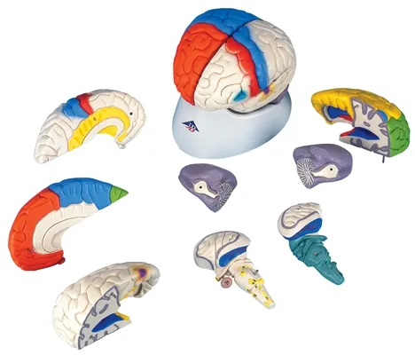 Fabrication Enterprises - From: 12-4560 To: 12-4576 - Anatomical Model deluxe brain neuro anatomical, 8 part