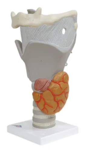 Fabrication Enterprises - From: 12-4569 To: 12-4575  Anatomical Model   functional larynx (2.5x size)