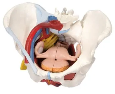 Fabrication Enterprises - 12-4575 - 3b Scientific Anatomical Model - Female Pelvis, 6-part With Ligaments - Includes 3b Smart Anatomy