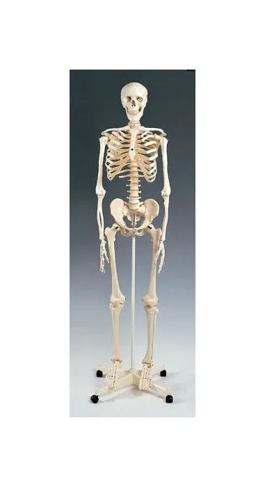 Wolters Kluwer Health - A10 - Skeleton Model Plastic