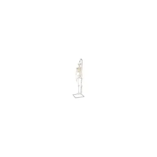 American 3B Scientific - A18/1 - Mini Human Skeleton on hanging stand