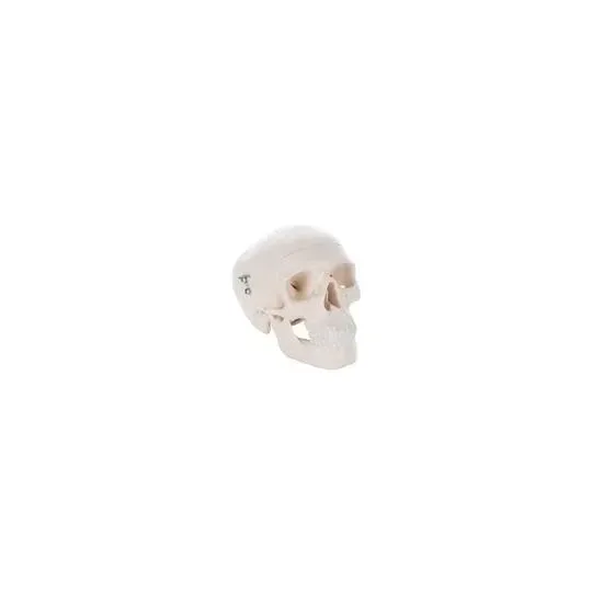 American 3B Scientific - A18/15 - Mini Skull, 3-part