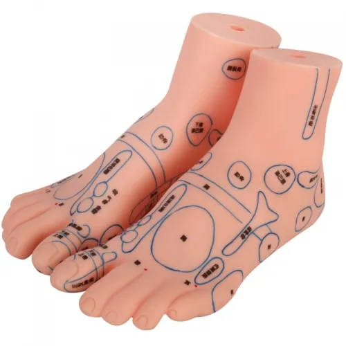 AcuZone - Model-Foot(XC-510) - Xc-510  : Foot Acupuncture Model Chinese & Alpha-numeric