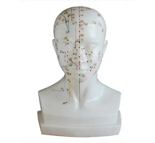 AcuZone - Model-Head(XC-507) - Xc-507  : Head Acupuncture Model, Chinese & Alpha-numeric