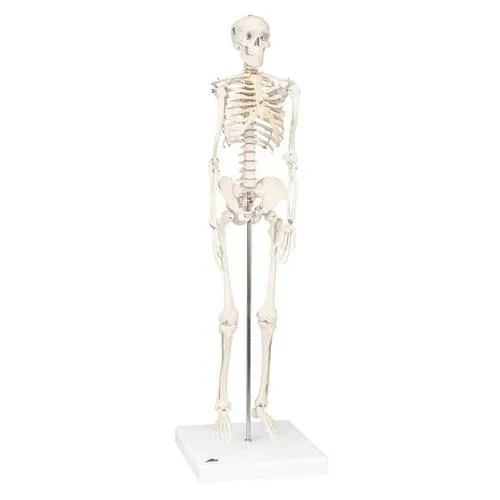 American 3B Scientific - A18 - Mini Skeleton &ldquo;Shorty&rdquo;