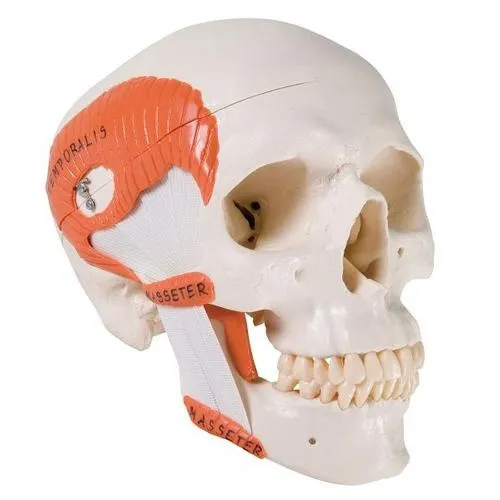American 3B Scientific - A24 - Functional Skull with