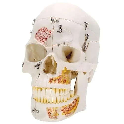 American 3B Scientific - A27 - Deluxe Demonstration Skull