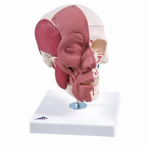 American 3B Scientific - A300 - Skull with Facial Muscles