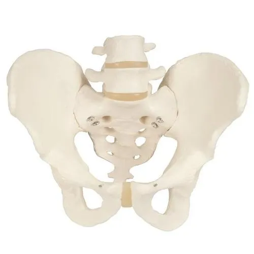 American 3B Scientific - From: A60 To: A61 - Pelvic Skeleton, male