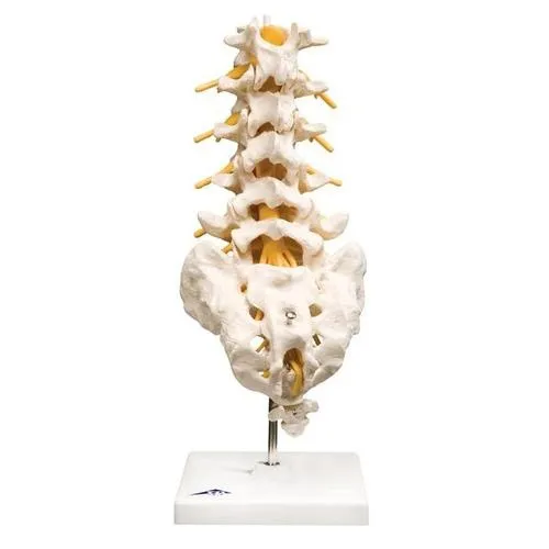 American 3B Scientific - From: A72 To: A74 - Lumbar Spinal Column