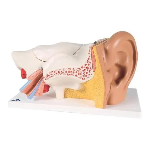 American 3B Scientific - From: E10 To: E11 - Ear, 3 times life size, 6 part