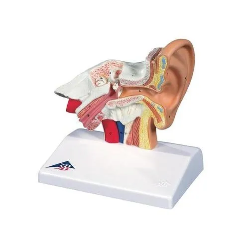American 3B Scientific - E12 - Desktop Ear Model, 1.5 times